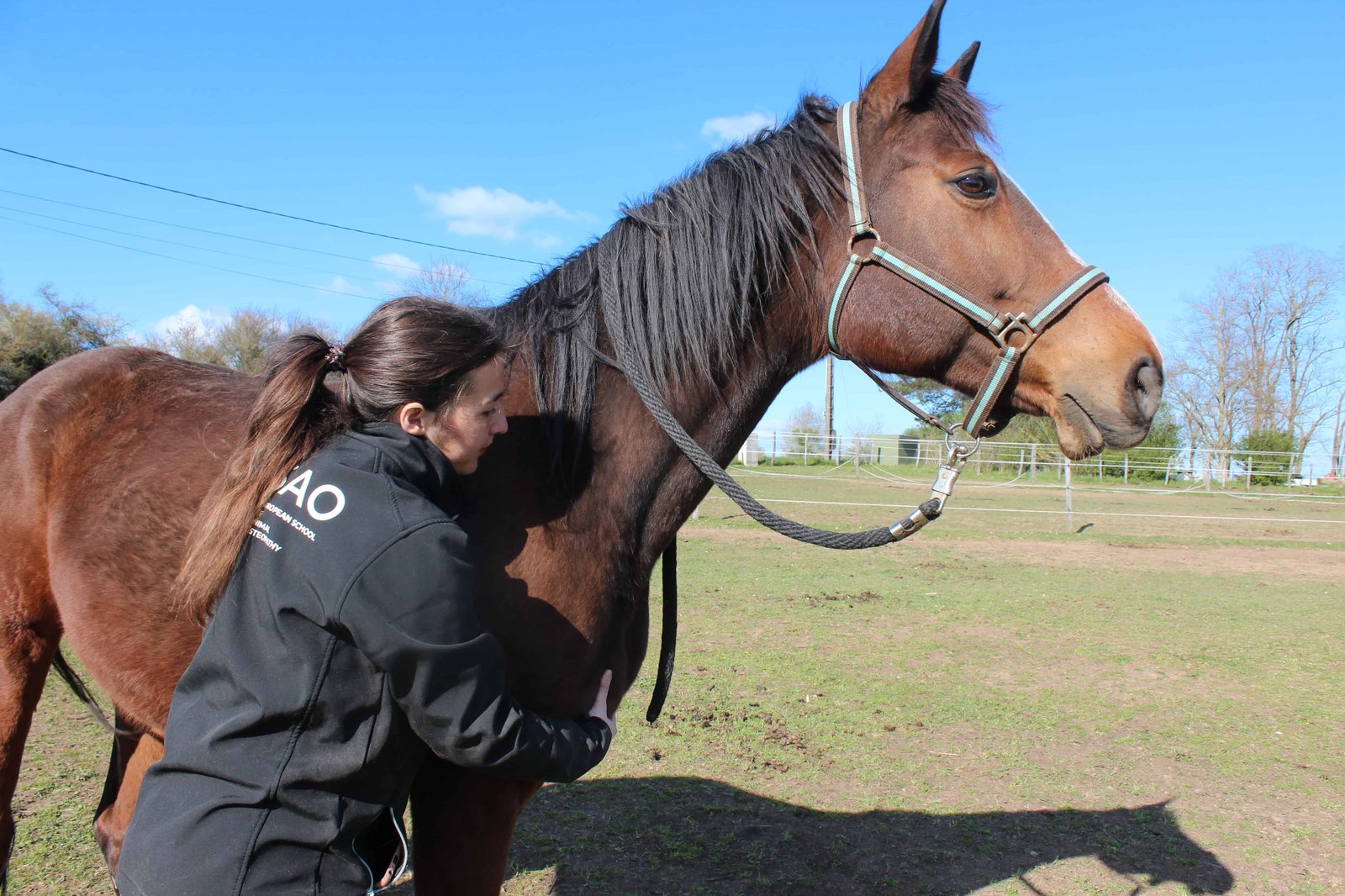 Consultation d'ostéopathie animale pour cheval et équidés